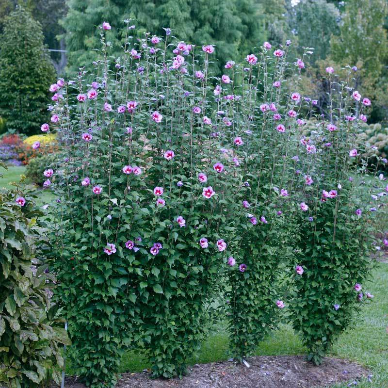 Purple Pillar® Rose of Sharon (Hibiscus) - Image 4