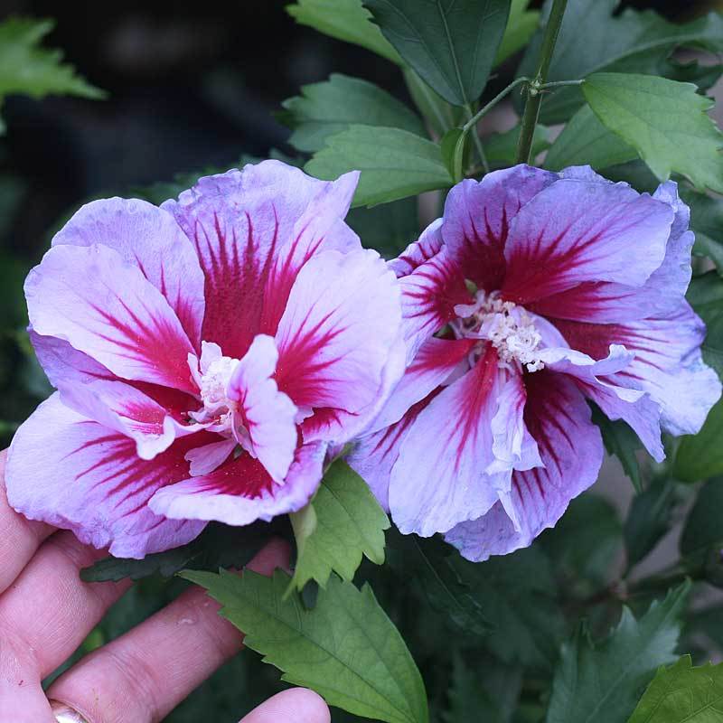 Purple Pillar® Rose of Sharon (Hibiscus) - Image 5