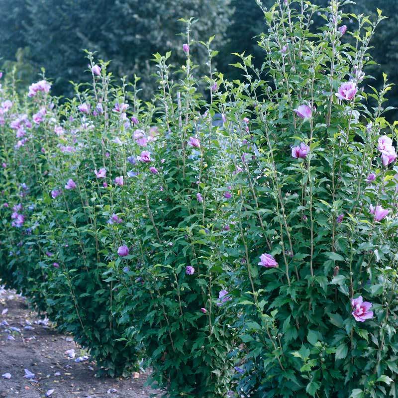 Purple Pillar® Rose of Sharon (Hibiscus) - Image 6