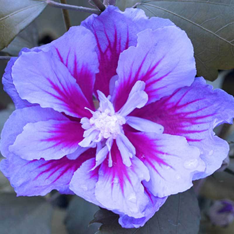 Purple Pillar® Rose of Sharon (Hibiscus) - Image 7