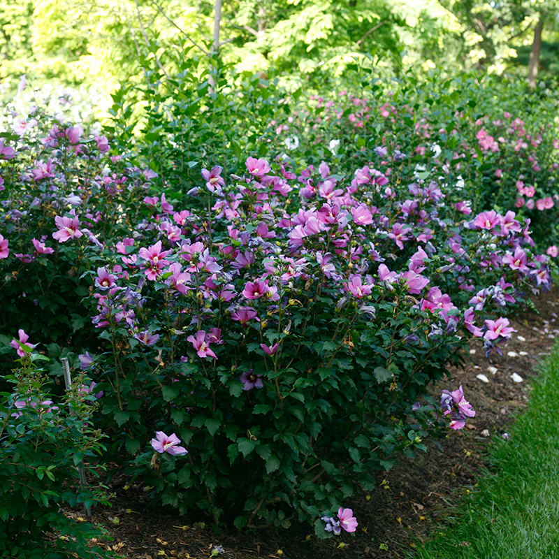 Purple Satin® Rose of Sharon - Image 2