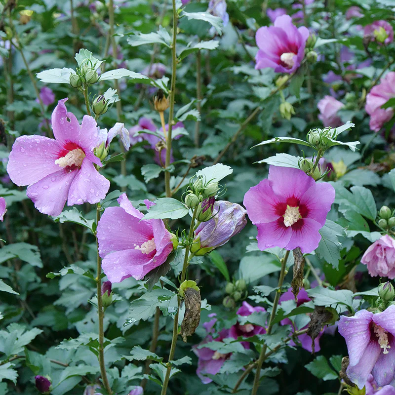 Purple Satin® Rose of Sharon - Image 3