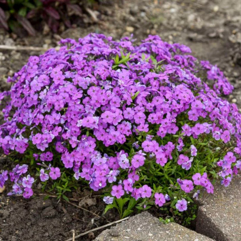 'Purple Sprite' Hybrid Spring Phlox - Image 4