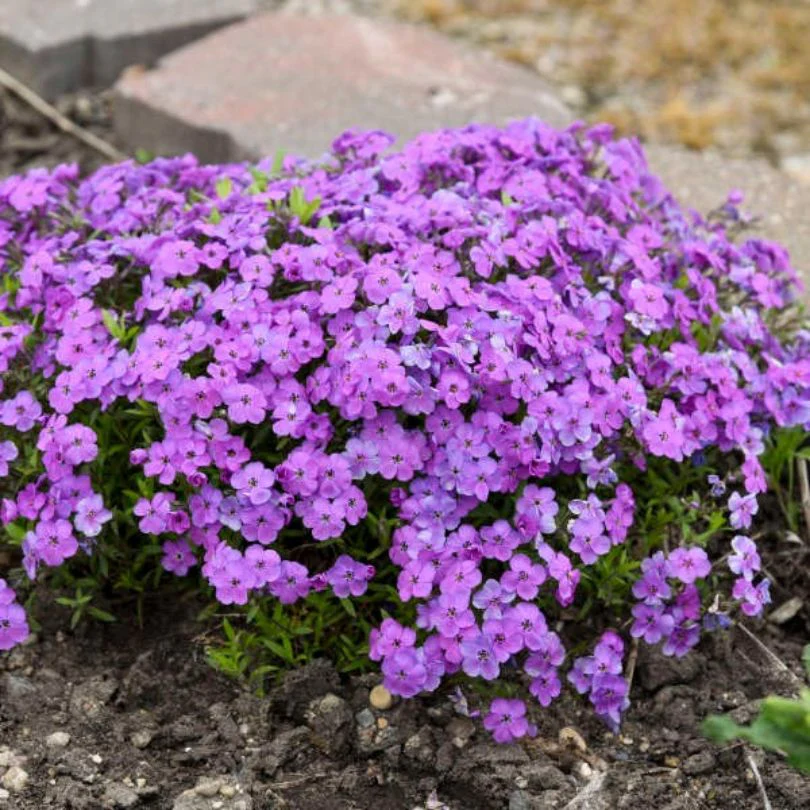 'Purple Sprite' Hybrid Spring Phlox - Image 6
