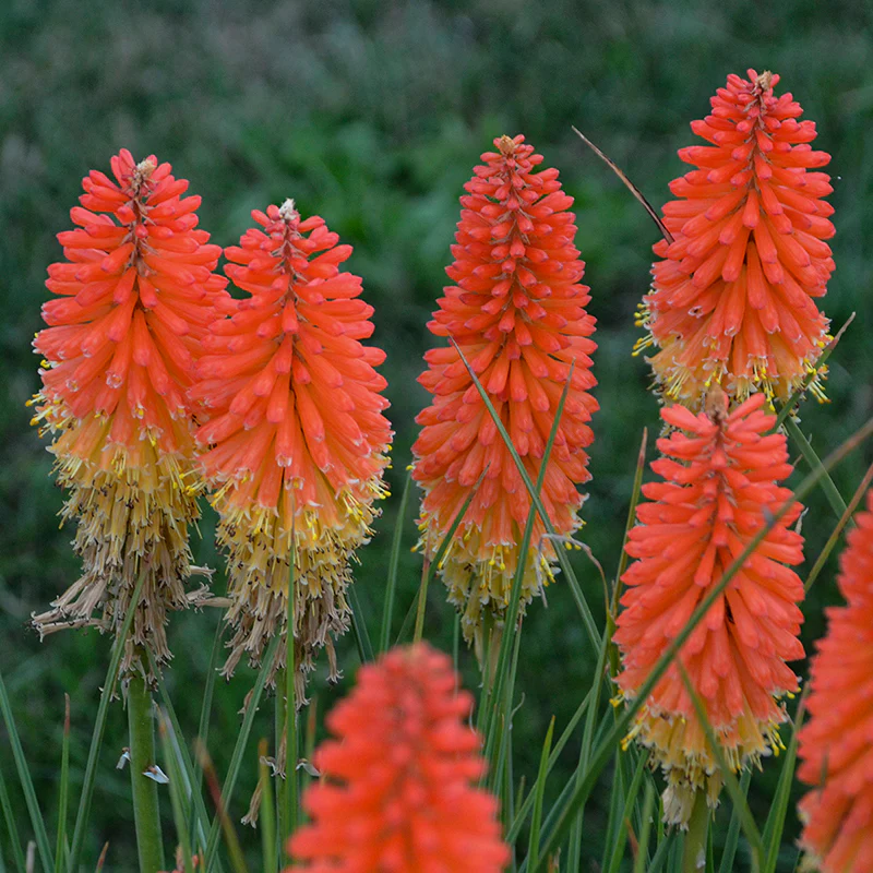 Pyromania™ 'Backdraft' Red Hot Poker (Kniphofia) - Image 2