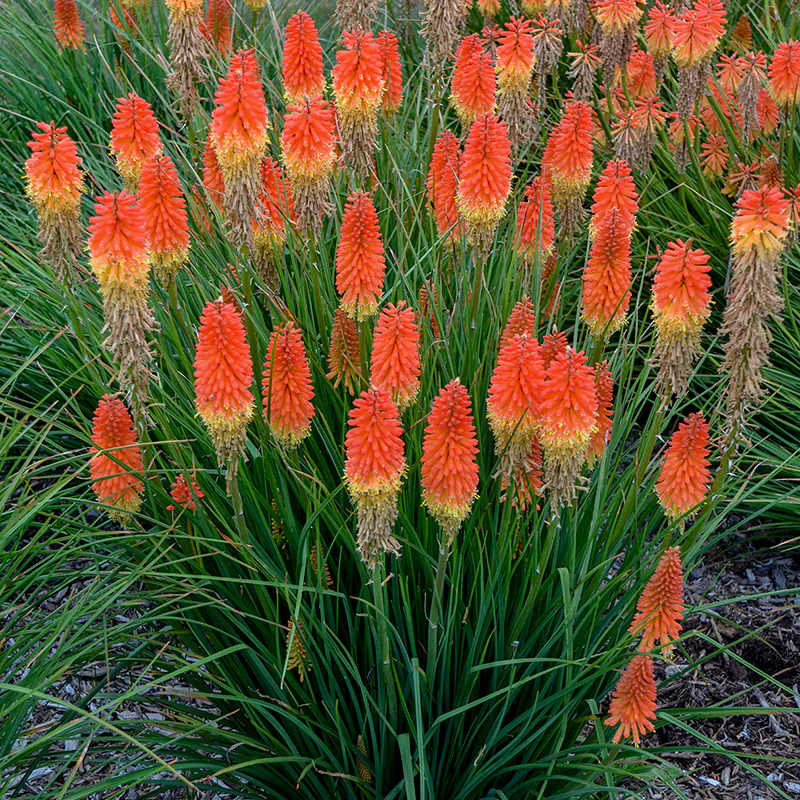 Pyromania™ 'Backdraft' Red Hot Poker (Kniphofia) - Image 3