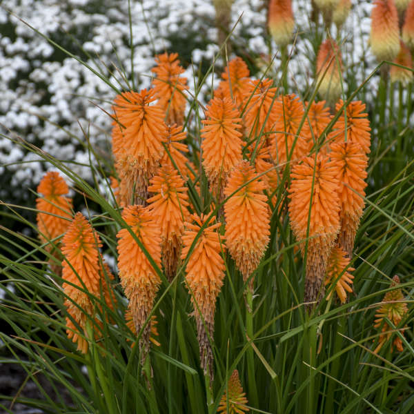 Pyromania™ 'Orange Blaze' Red Hot Poker (Kniphofia) - Image 2