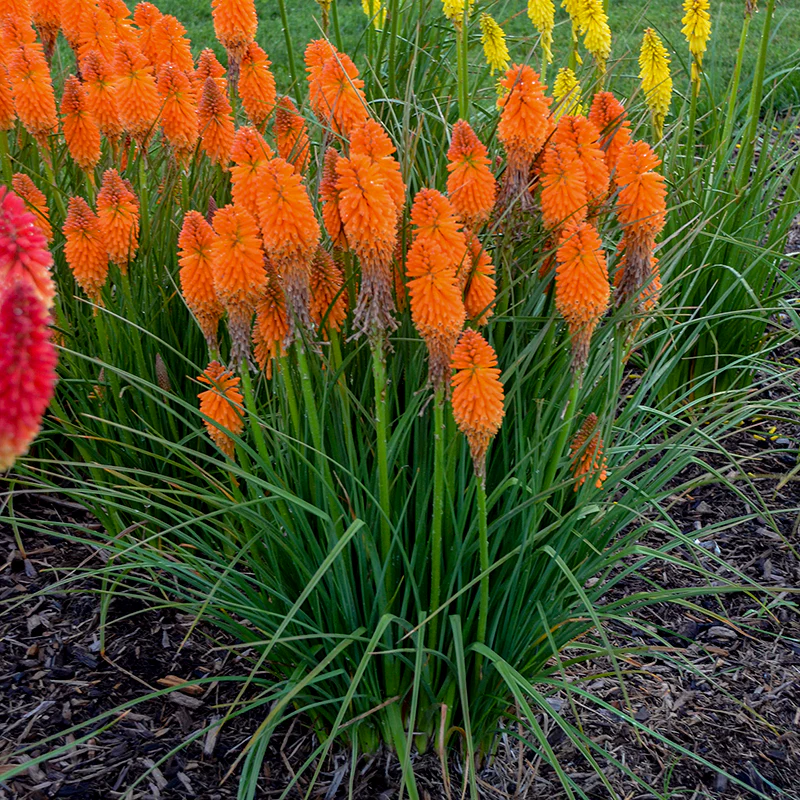 Pyromania™ 'Orange Blaze' Red Hot Poker (Kniphofia) - Image 3