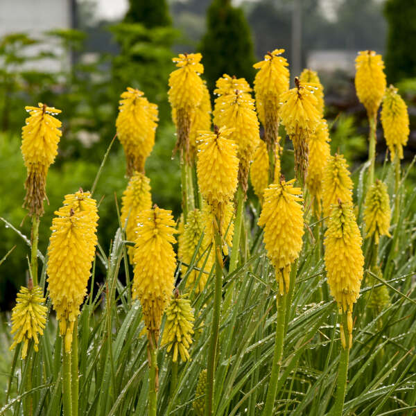 Pyromania™ 'Solar Flare' Red Hot Poker (Kniphofia)