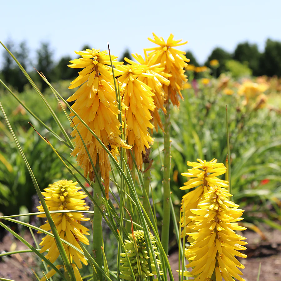 Pyromania™ 'Solar Flare' Red Hot Poker (Kniphofia) - Image 2