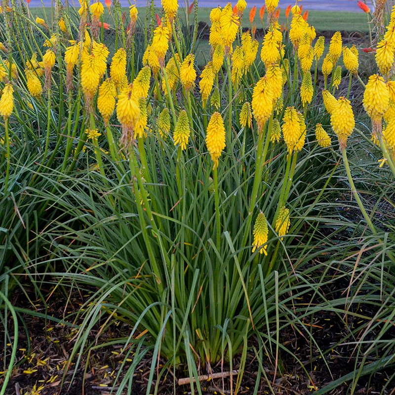 Pyromania™ 'Solar Flare' Red Hot Poker (Kniphofia) - Image 4