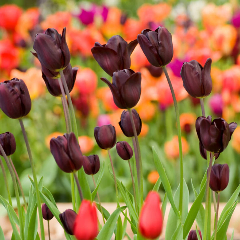 'Queen of Night' Tulip - Image 2