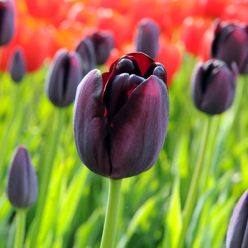 'Queen of Night' Tulip - Image 3