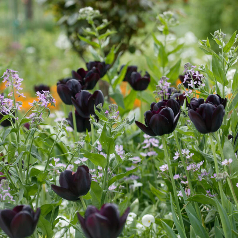 'Queen of Night' Tulip - Image 4