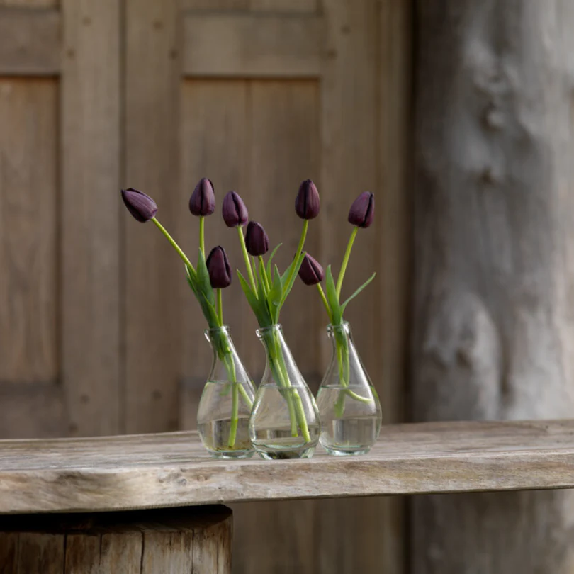 'Queen of Night' Tulip - Image 5