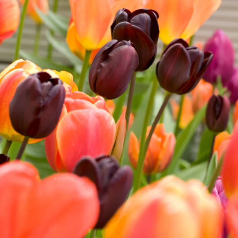 'Queen of Night' Tulip - Image 7