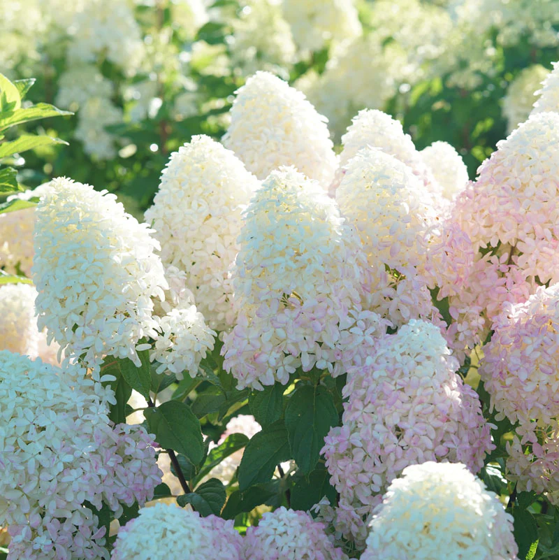 Quick Fire Fab® Panicle Hydrangea - Image 2