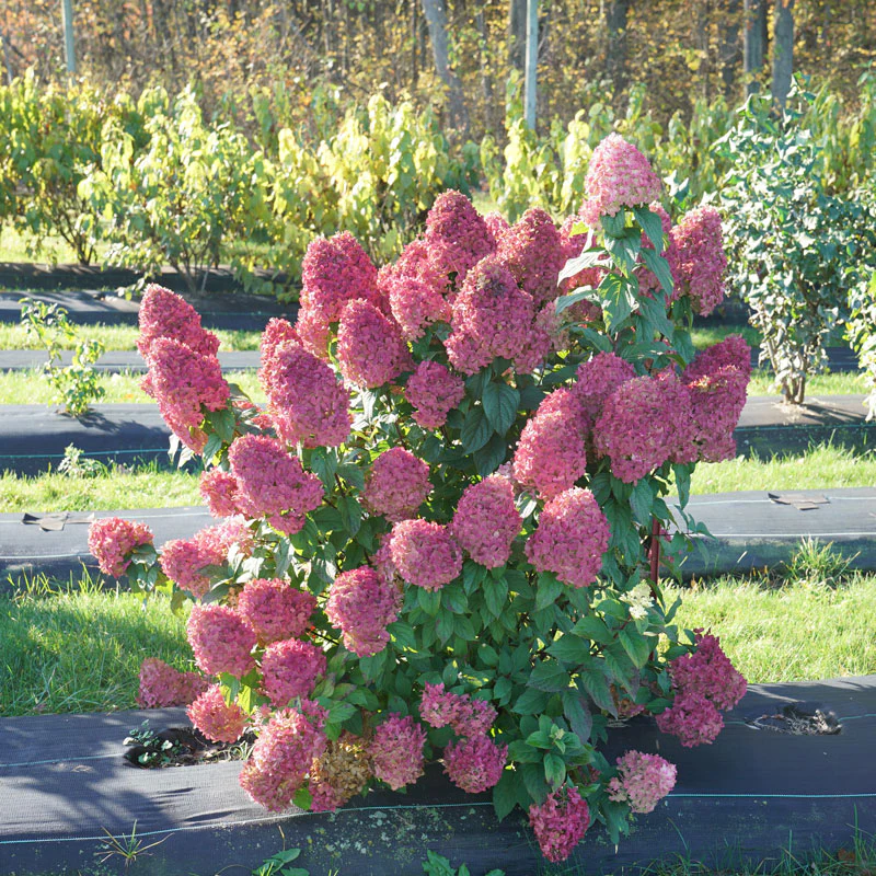 Quick Fire Fab® Panicle Hydrangea - Image 3