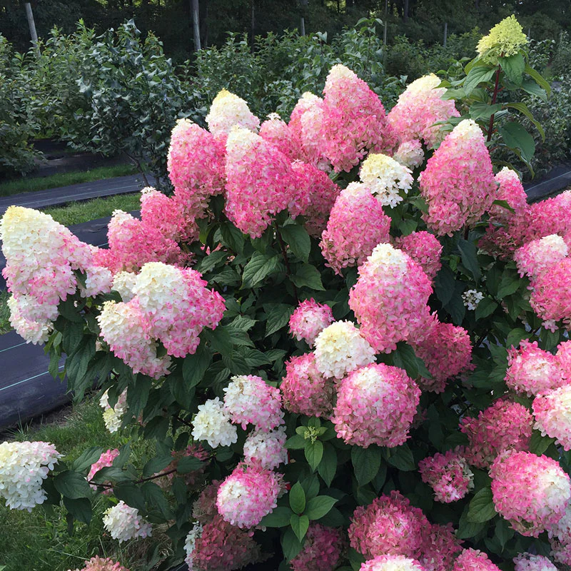 Quick Fire Fab® Panicle Hydrangea - Image 4
