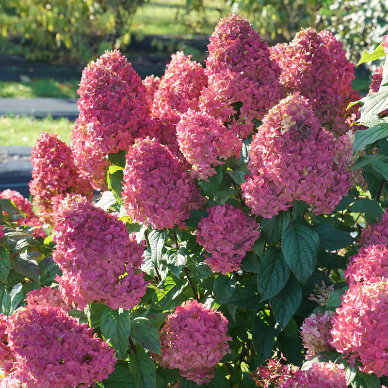 Quick Fire Fab® Panicle Hydrangea - Image 5