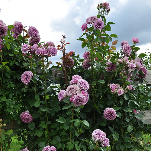 Quicksilver™ Climbing Rose - Image 2