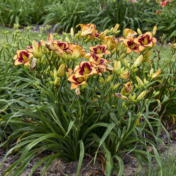 Rainbow Rhythm® 'Blazing Glory' Daylily (Hemerocallis) - Image 2