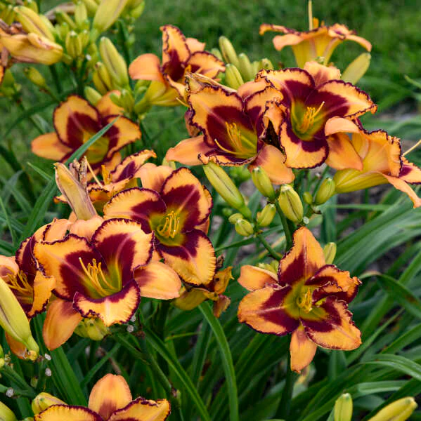 Rainbow Rhythm® 'Blazing Glory' Daylily (Hemerocallis) - Image 3