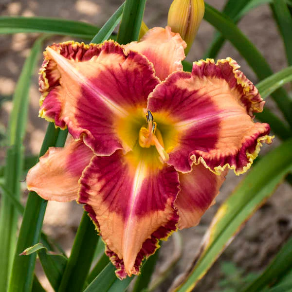 Rainbow Rhythm® 'Lake of Fire' Daylily (Hemerocallis) - Image 2
