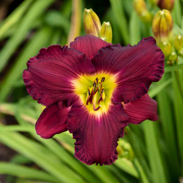 Rainbow Rhythm® 'Nosferatu' Daylily (Hemerocallis) - Image 2