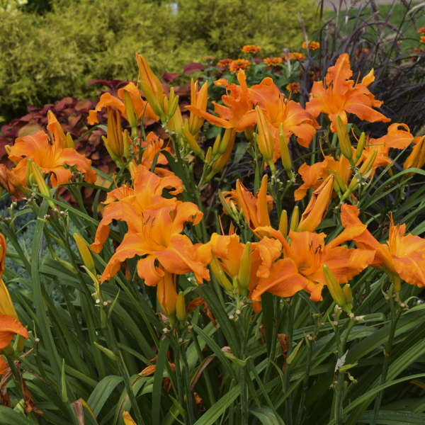 Rainbow Rhythm® 'Primal Scream' Daylily (Hemerocallis) - Image 2