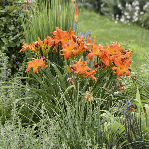 Rainbow Rhythm® 'Primal Scream' Daylily (Hemerocallis) - Image 3