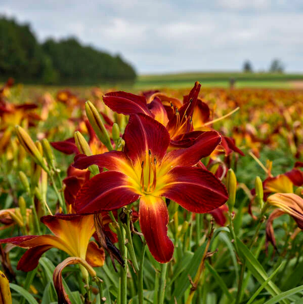 Rainbow Rhythm® 'Ruby Spider' Daylily (Hemerocallis) - Image 2