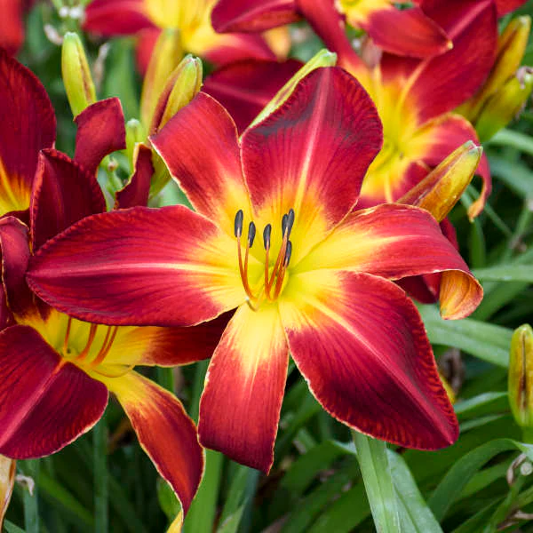 Rainbow Rhythm® 'Ruby Spider' Daylily (Hemerocallis) - Image 3