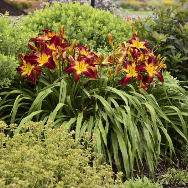 Rainbow Rhythm® 'Ruby Spider' Daylily (Hemerocallis) - Image 4
