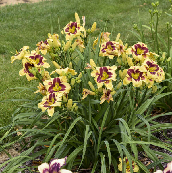Rainbow Rhythm® 'Star of the North' Daylily (Hemerocallis) - Image 2