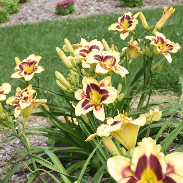 Rainbow Rhythm® 'Star of the North' Daylily (Hemerocallis) - Image 3