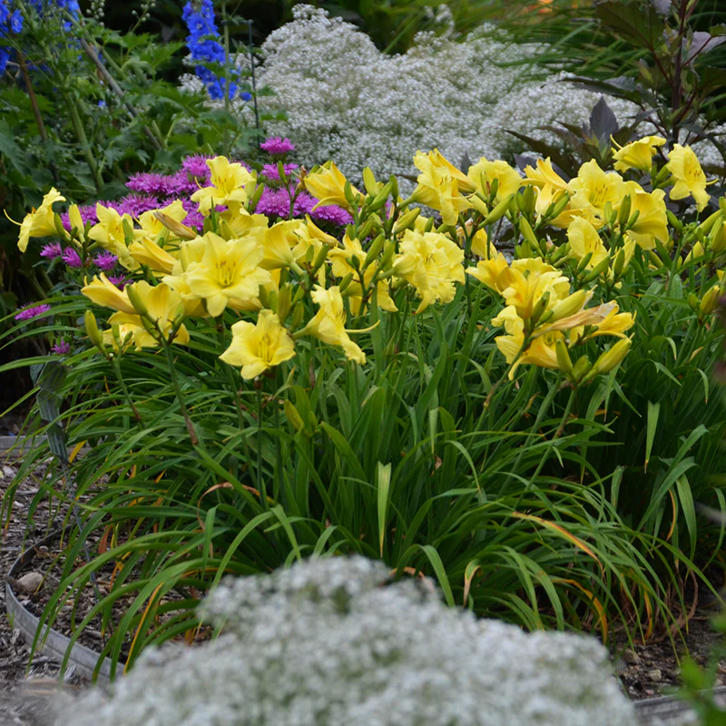 Rainbow Rhythm® 'Going Bananas' Daylily (Hemerocallis) - Image 2