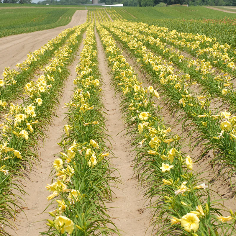 Rainbow Rhythm® 'Going Bananas' Daylily (Hemerocallis) - Image 3