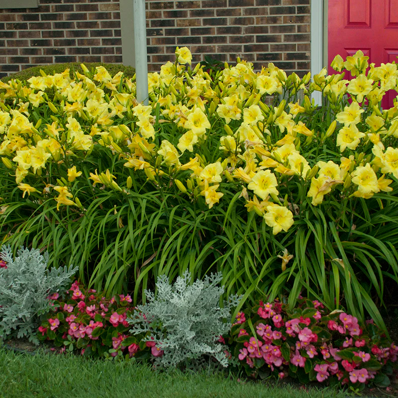 Rainbow Rhythm® 'Going Bananas' Daylily (Hemerocallis) - Image 4