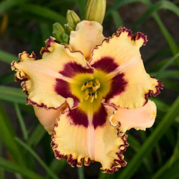 Rainbow Rhythm® 'King of the Ages' Daylily (Hemerocallis) - Image 2