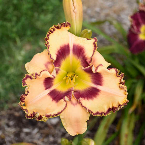 Rainbow Rhythm® 'King of the Ages' Daylily (Hemerocallis) - Image 3