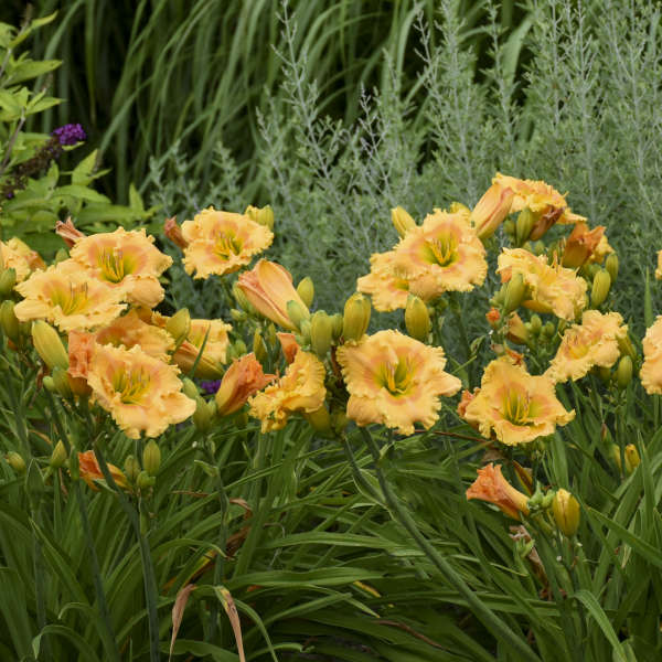 Rainbow Rhythm® 'Orange Smoothie' Daylily (Hemerocallis) - Image 2