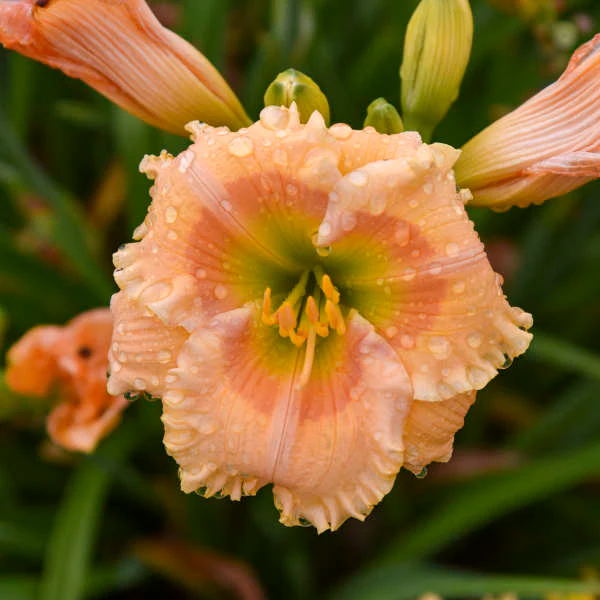 Rainbow Rhythm® 'Orange Smoothie' Daylily (Hemerocallis) - Image 3
