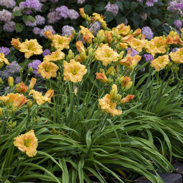 Rainbow Rhythm® 'Orange Smoothie' Daylily (Hemerocallis) - Image 4