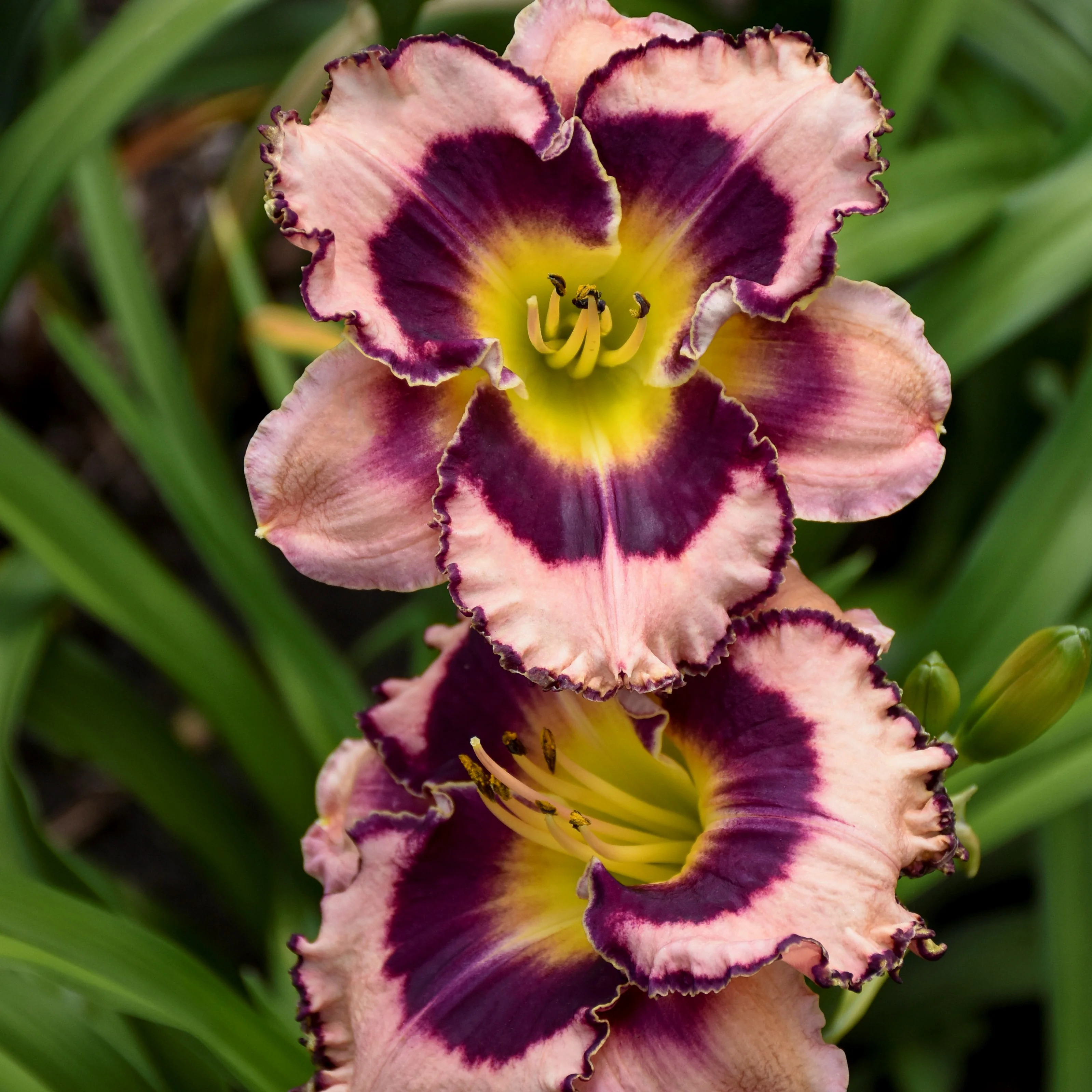 Rainbow Rhythm® 'Sound of my Heart' Daylily (Hemerocallis) - Image 2