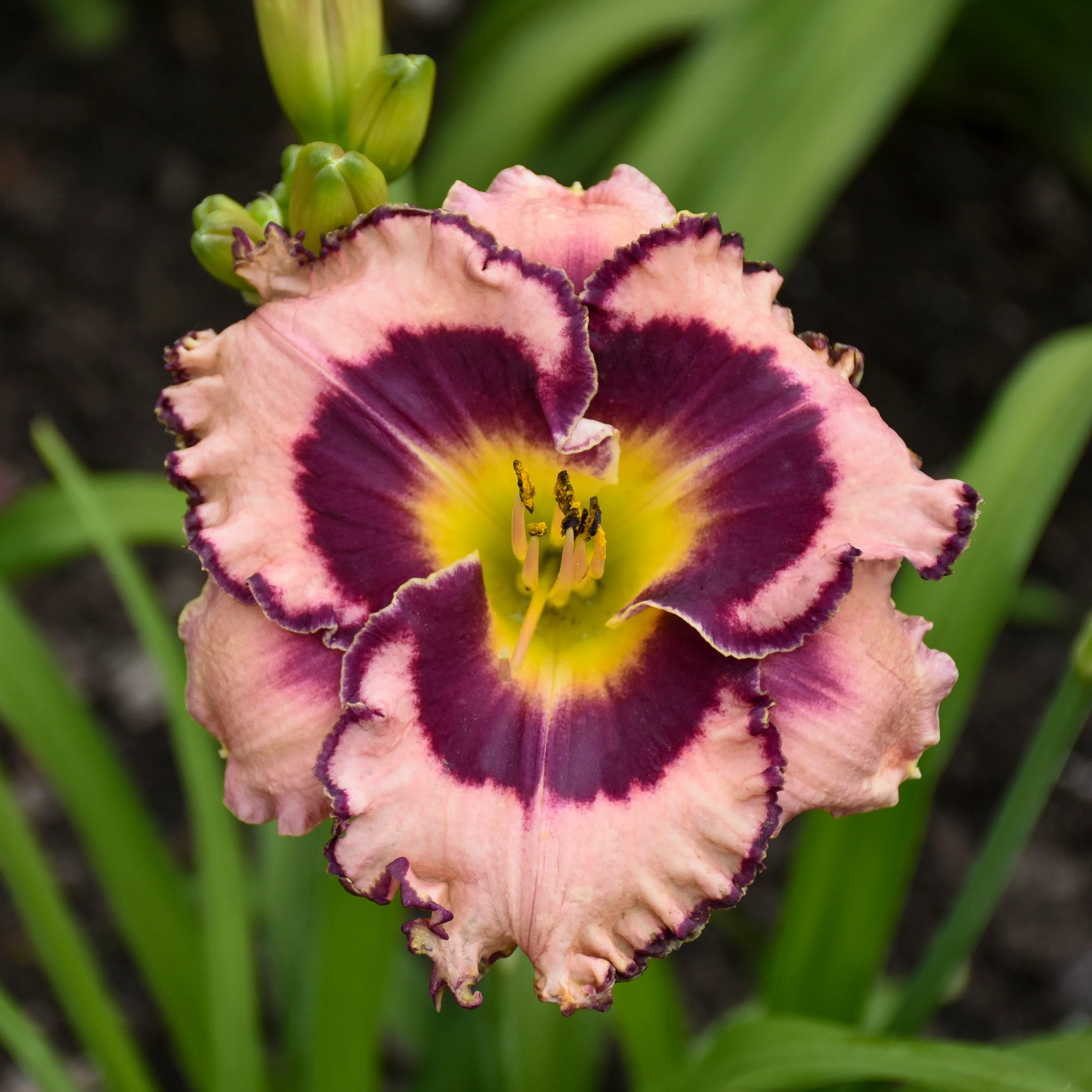 Rainbow Rhythm® 'Sound of my Heart' Daylily (Hemerocallis) - Image 3