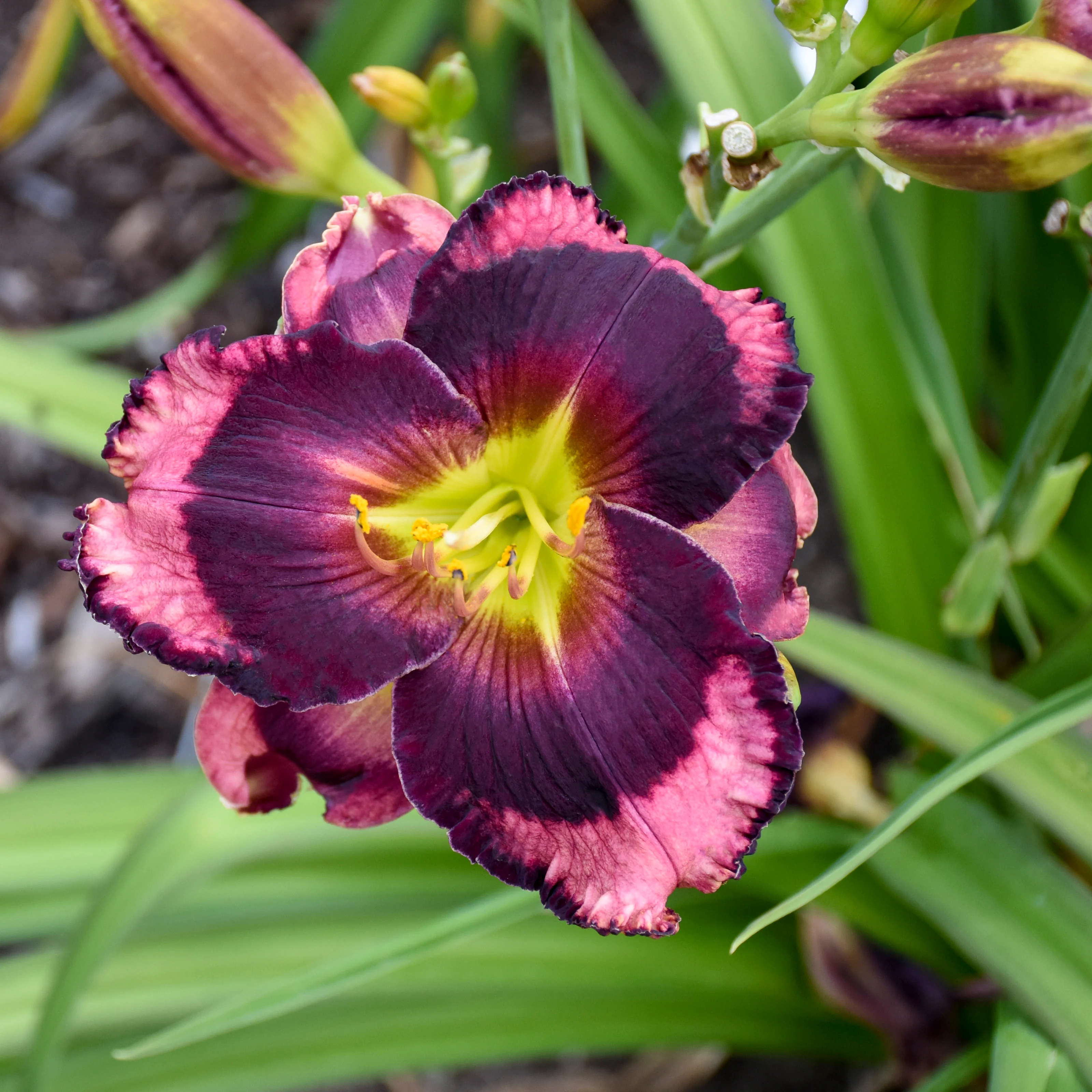 Rainbow Rhythm® 'Storm Shelter' Daylily (Hemerocallis) - Image 2