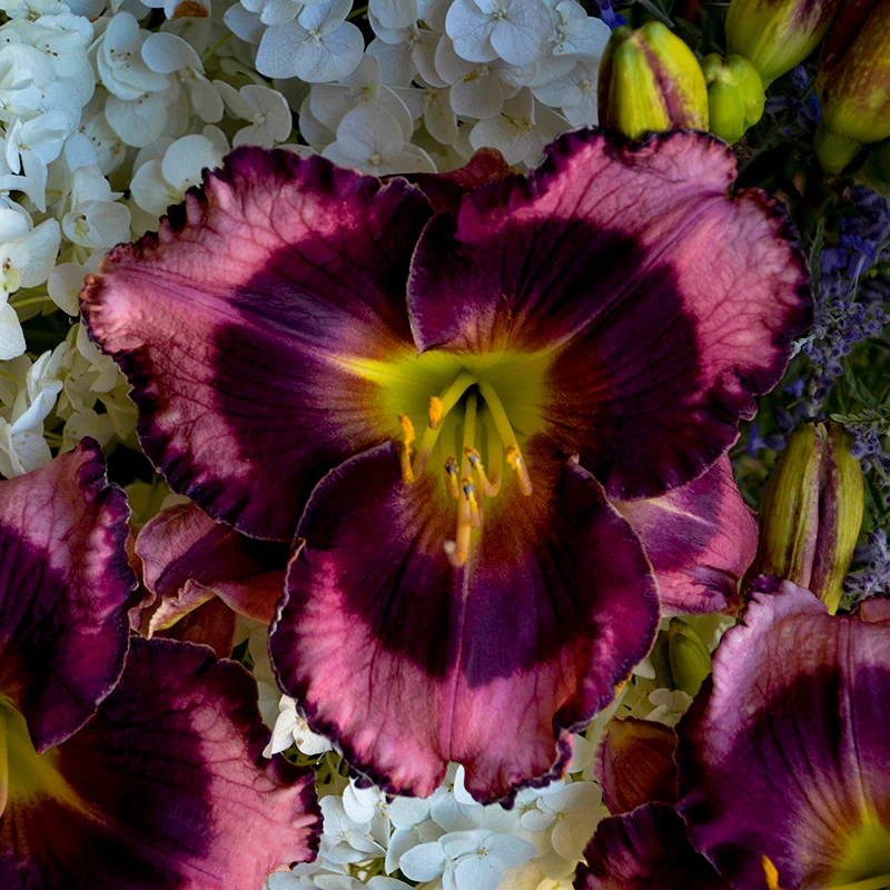 Rainbow Rhythm® 'Storm Shelter' Daylily (Hemerocallis) - Image 4
