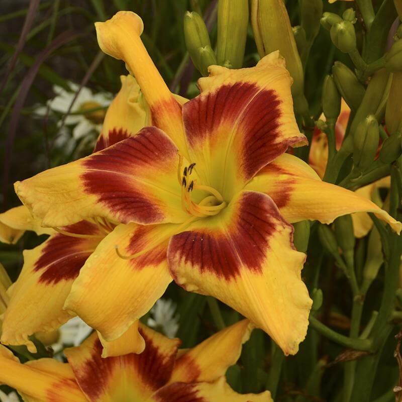 Rainbow Rhythm® 'Tiger Swirl' Daylily (Hemerocallis) - Image 2