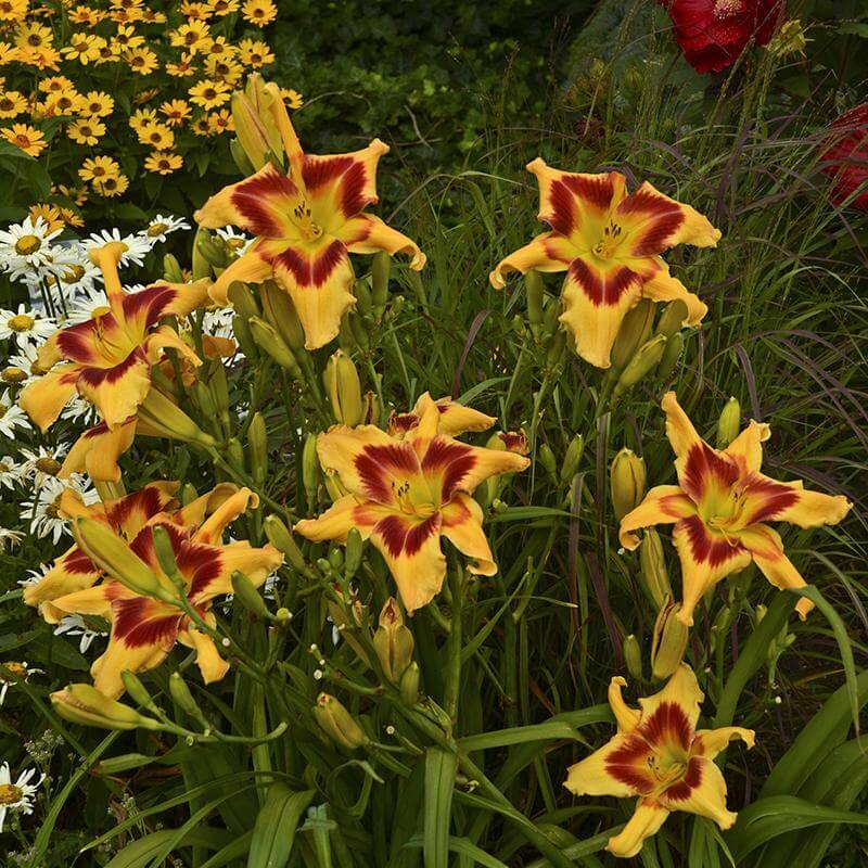 Rainbow Rhythm® 'Tiger Swirl' Daylily (Hemerocallis) - Image 3